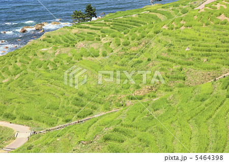 夏の白米千枚田 夏の白米千枚田 5464398