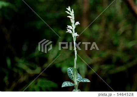 ミヤマウズラ 5464528