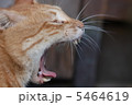 猫のあくび　 5464619