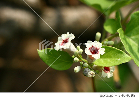 早乙女花 5464698