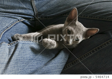 ジーンズの男性の足の間にいる猫 5464714