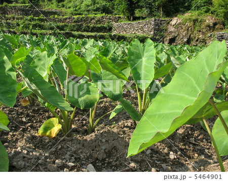 里芋畑 5464901