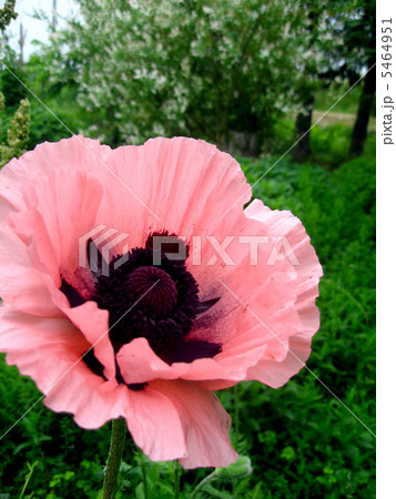 THE　オリエンタルポピー 5464951