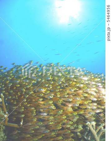 キンメモドキの群れ 5464956