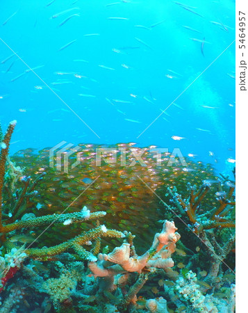 キンメモドキ キンメモドキ 5464957