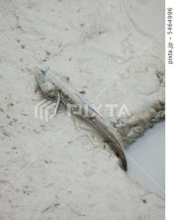 ムツゴロウ 5464996