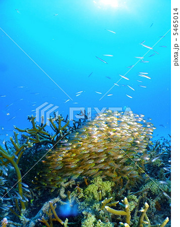 キンメモドキの群れ 5465014