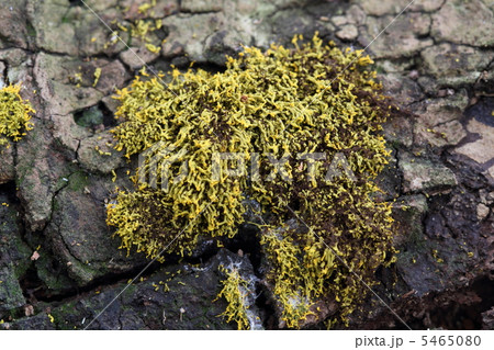 ムシホコリ ムシホコリ 5465080