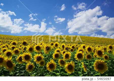 北海道美瑛町のひまわり畑 5465097