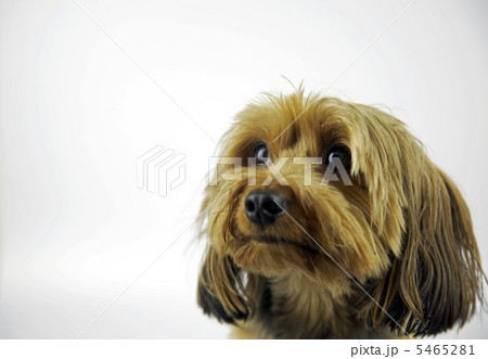 少し上を向くヨークシャーテリア 5465281