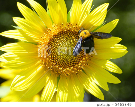 ヒマワリとキムネクマバチ 5465349