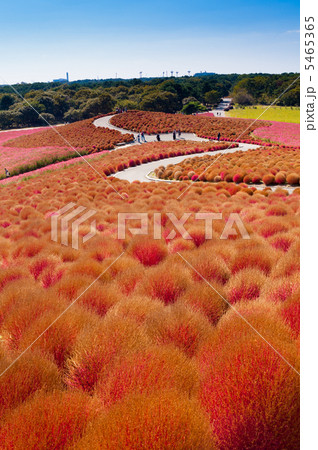 コキアとコスモスの丘 5465365