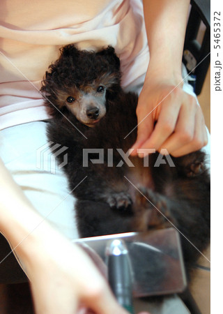 小犬の毛の手入れ4 5465372
