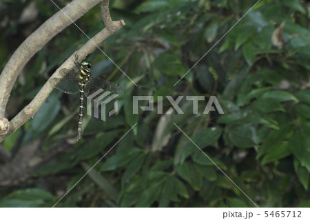 休憩するオニヤンマ1 5465712