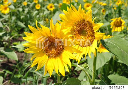 ひまわり ひまわり 5465893