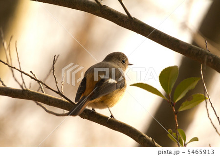 ジョウビタキ 5465913