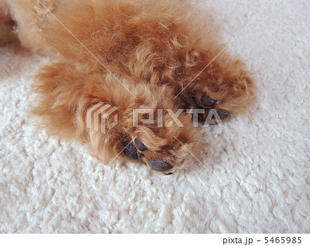 トイプードルの後ろ足 5465985