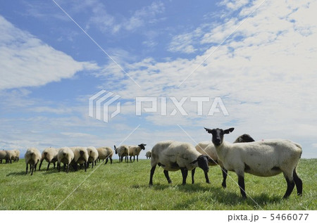 羊のいる大地 5466077