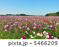 三光コスモス園③ 5466209