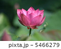 蓮 5466279