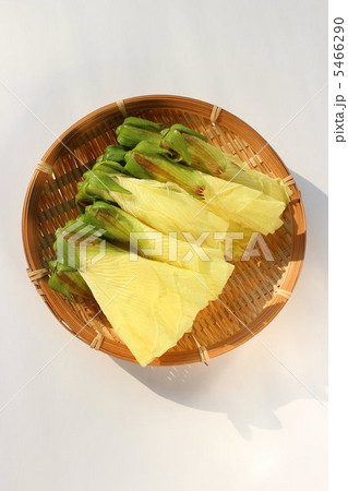 花オクラ 5466290