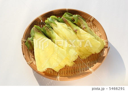 花オクラ 花オクラ 5466291