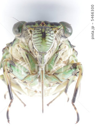 蝉（ミンミンゼミ） 5466300