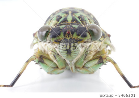 蝉（ミンミンゼミ） 5466301