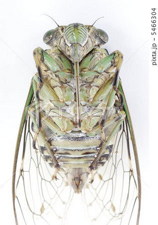 蝉（ミンミンゼミ） 5466304