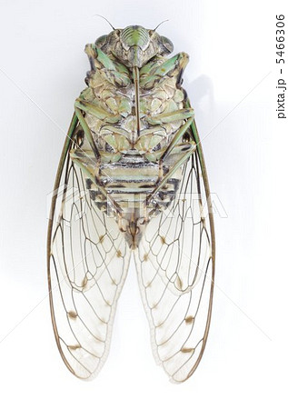 蝉（ミンミンゼミ） 5466306