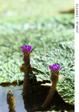 美しいものには刺がある 5466458