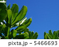 沖縄モンパノキ 5466693