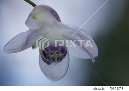 蓮華升麻 蓮華升麻 5466784