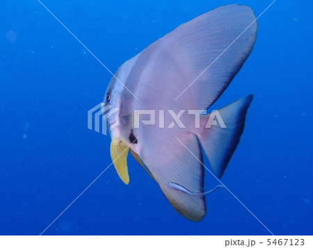 ツバメウオ 5467123