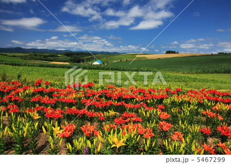 美瑛新栄の丘の花畑 美瑛新栄の丘の花畑 5467299