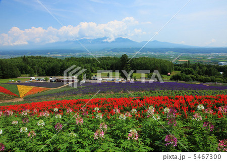 富良野の町と花畑 富良野の町と花畑 5467300