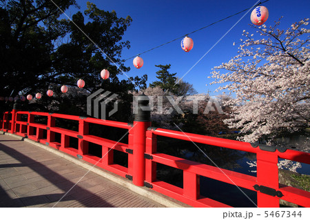 岡崎城龍城神社の春 5467344