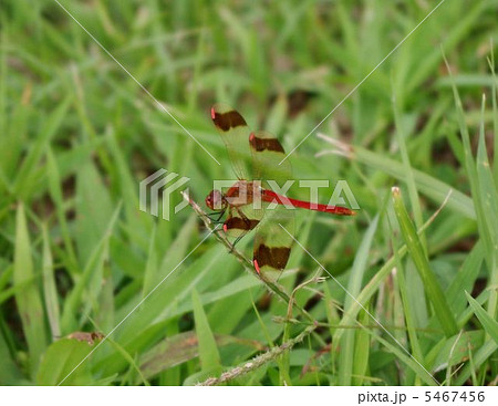ミヤマアカネ ミヤマアカネ 5467456