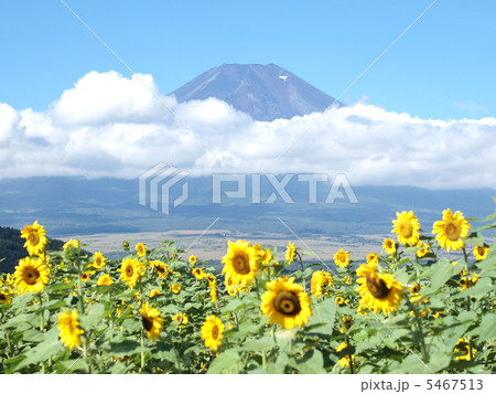 富士山とひまわり 富士山とひまわり 5467513