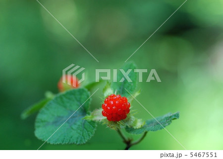 コバノフユイチゴ果実 5467551