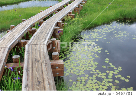 尾瀬ヶ原の木道 5467701