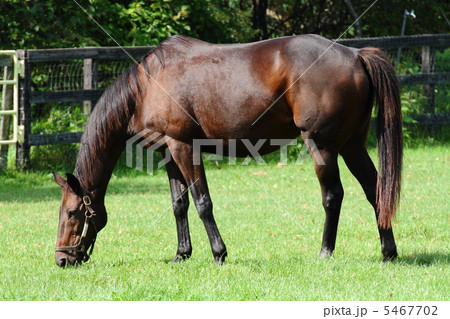 牧場 牧場 5467702