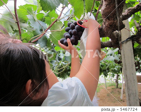 ぶどう狩り 5467724
