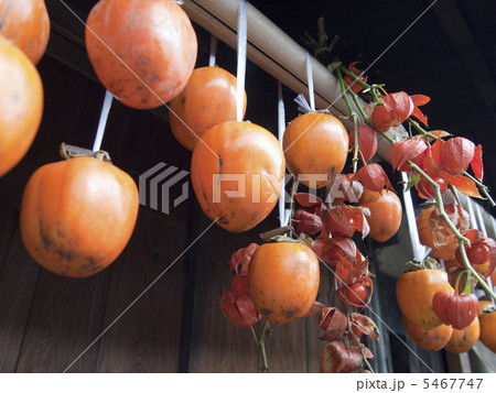 干し柿 干し柿 5467747