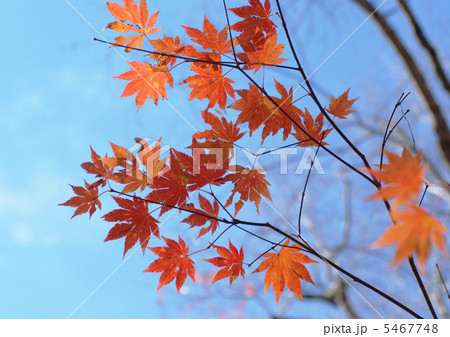 晩秋の空_紅葉 晩秋の空_紅葉 5467748