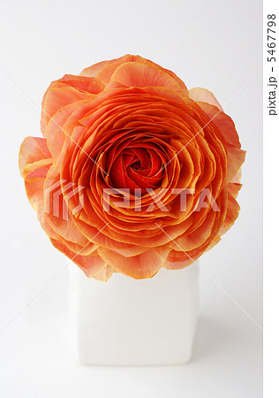 一輪挿しの観葉植物 5467798