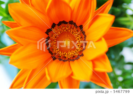 橙色の観葉植物 5467799