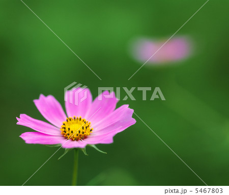 ピンクのコスモス 5467803