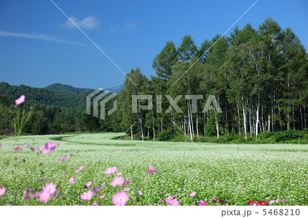 開田高原 5468210