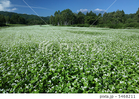 開田高原 5468211